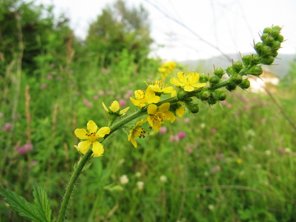 Image of Agrimonia pilosa specimen.