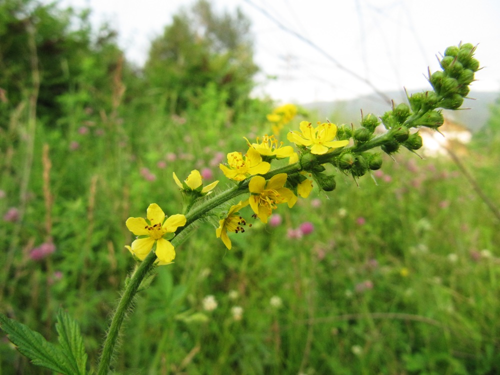 Изображение особи Agrimonia pilosa.