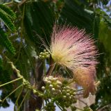 Albizia julibrissin. Распустившиеся и нераспустившиеся соцветия. Испания, автономное сообщество Андалусия, провинция Кордова, город Кордова. 13.07.2012.