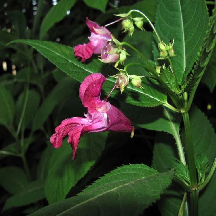 Изображение особи Impatiens glandulifera.