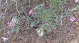 Helianthemum vesicarium. Цветущее растение. Израиль, Северный Негев, лес Лаав. 08.02.2013.