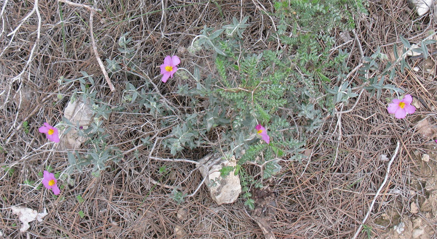 Изображение особи Helianthemum vesicarium.