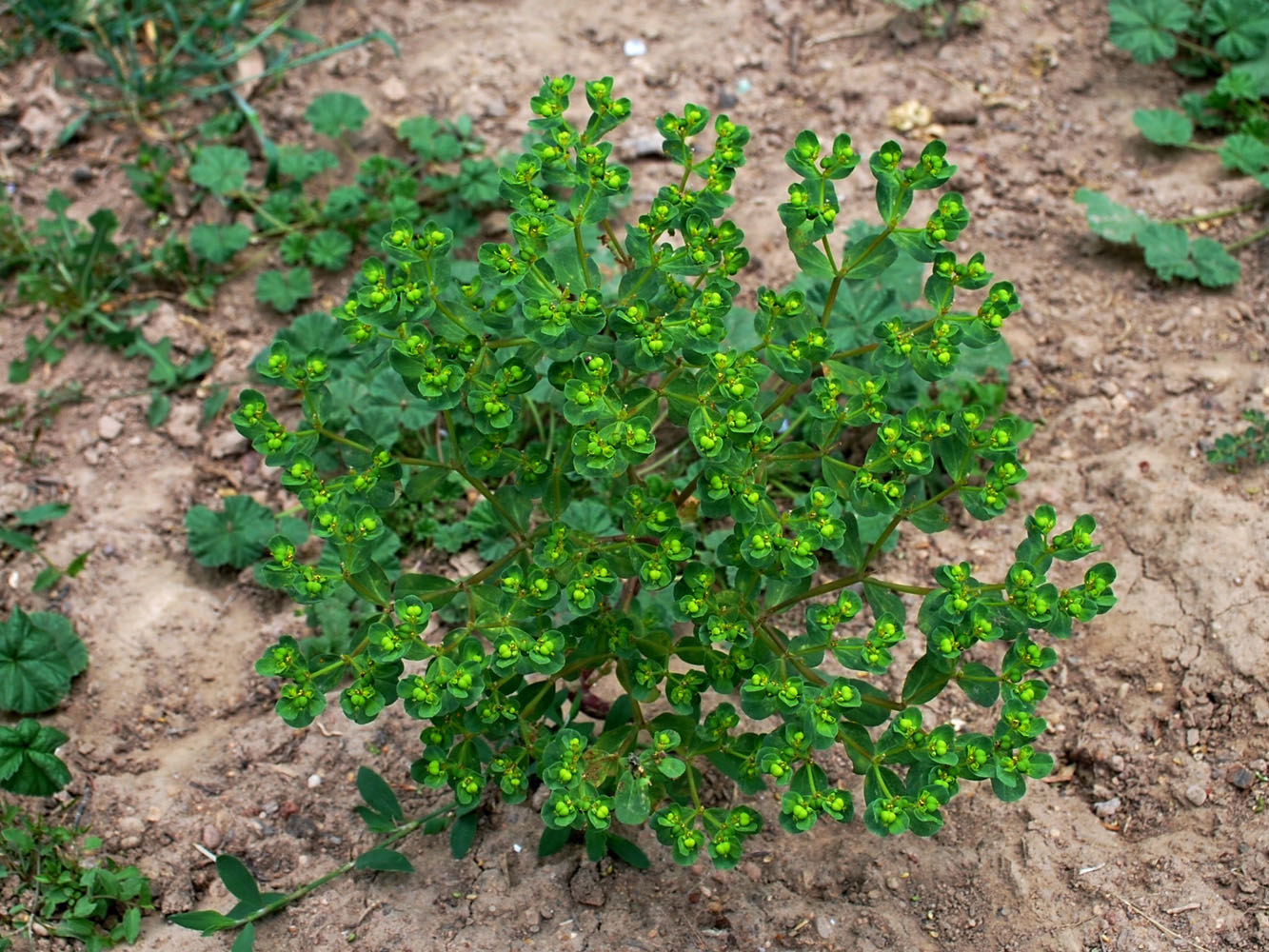 Изображение особи Euphorbia helioscopia.