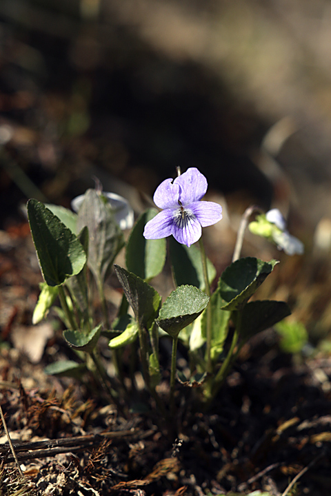 Image of Viola rupestris specimen.