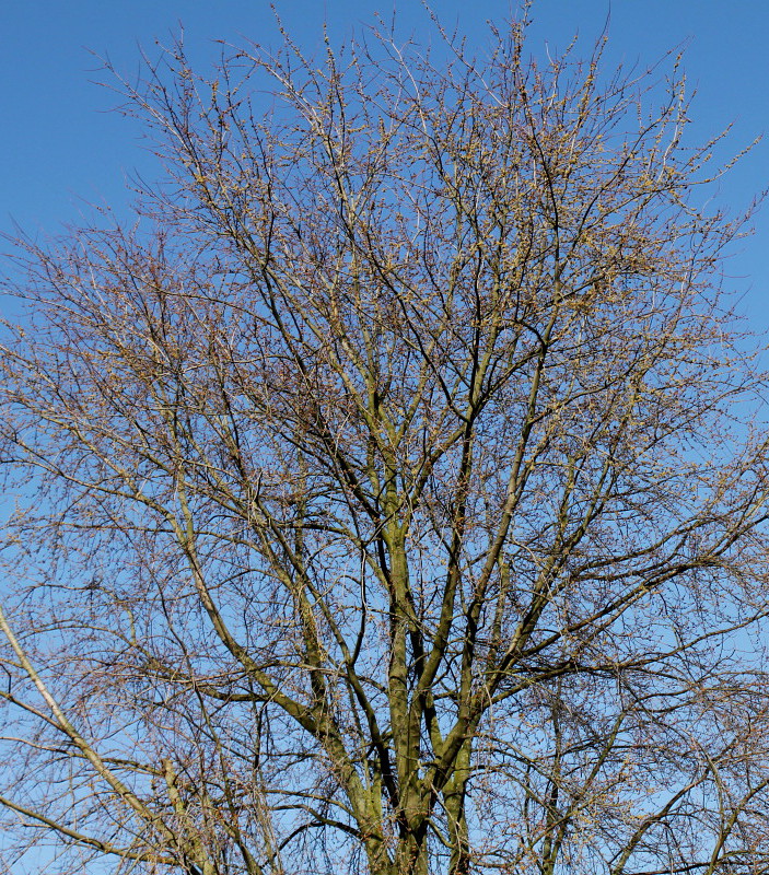 Изображение особи Acer saccharinum.