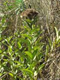 Inula germanica. Плодоносящее растение. Украина, Запорожский р-н, Дурная балка, разнотравная степь. 19.08.2011.