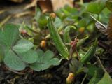 Oxalis corniculata