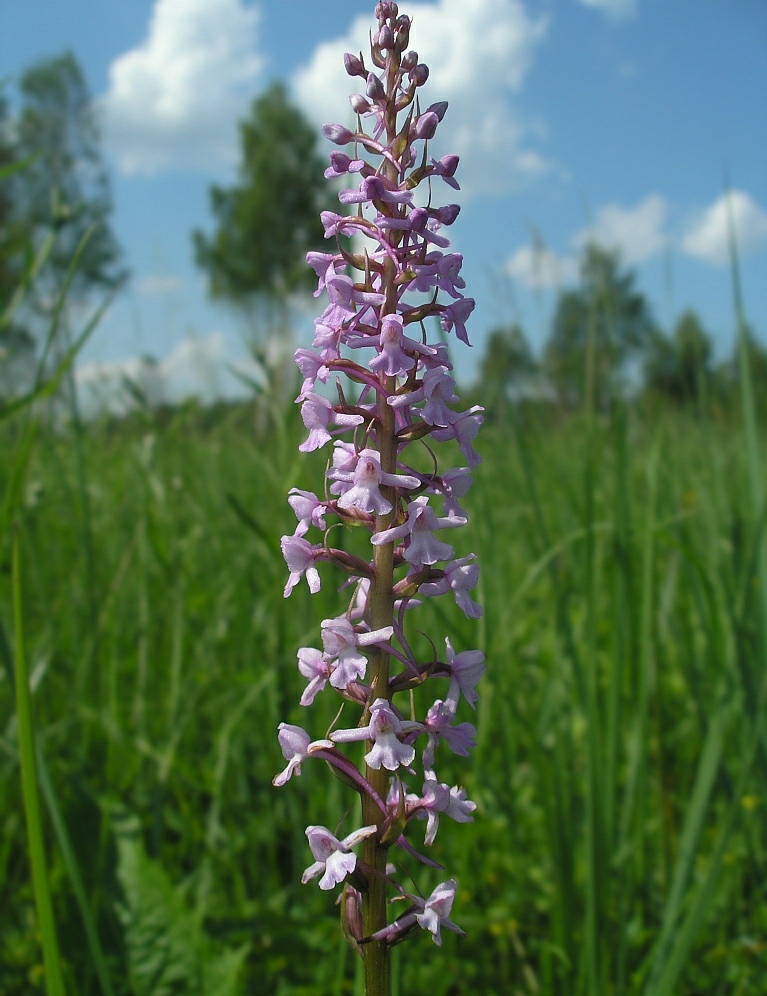 Image of Gymnadenia conopsea specimen.