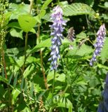 Vicia cracca