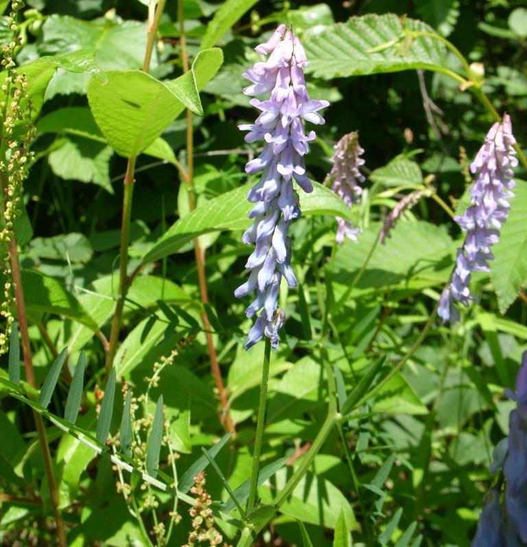 Image of Vicia cracca specimen.