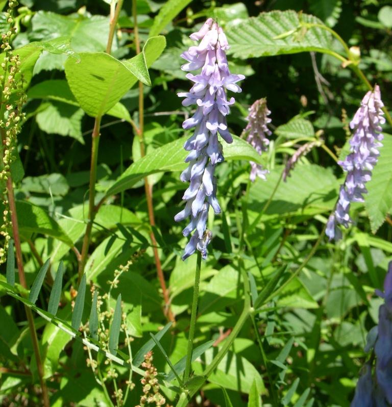 Изображение особи Vicia cracca.