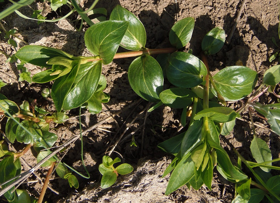 Image of Vinca herbacea specimen.