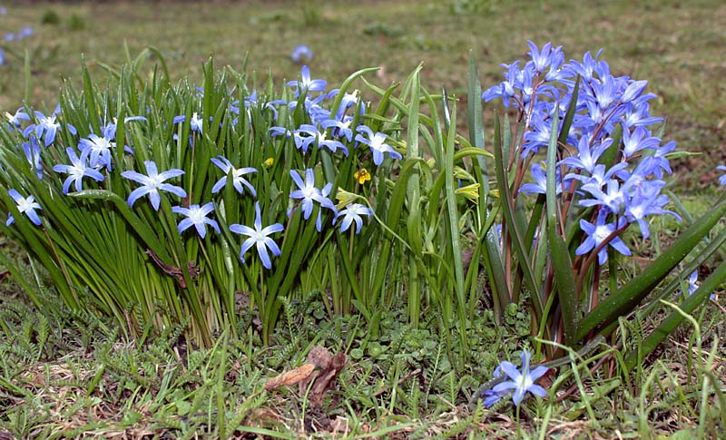 Изображение особи род Chionodoxa.