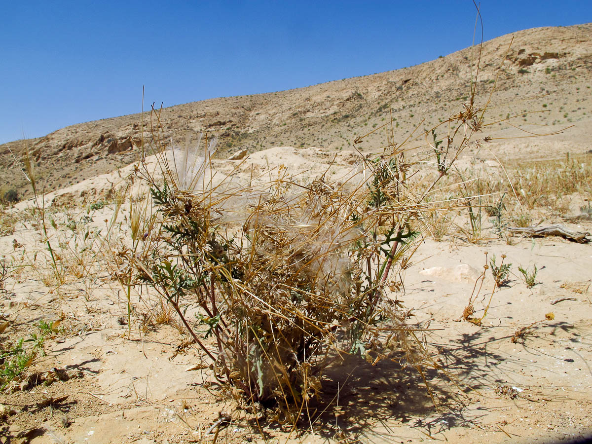 Image of Erodium crassifolium specimen.
