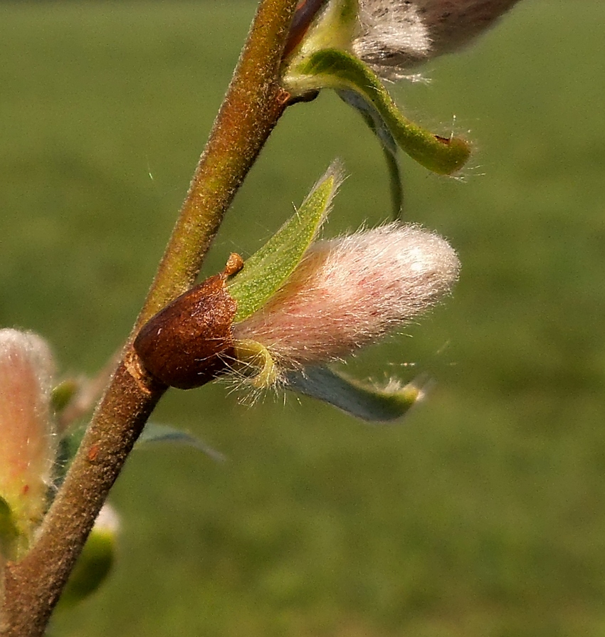 Изображение особи Salix &times; eriophora.