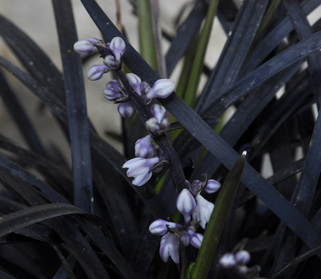 Изображение особи Ophiopogon planiscapus.