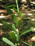 Euonymus nanus