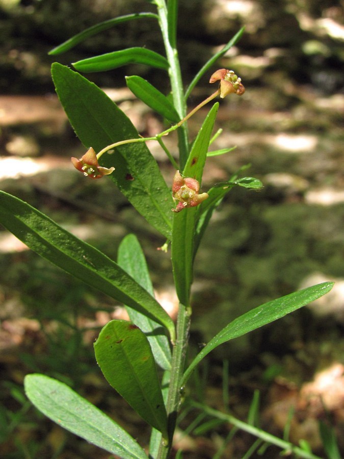 Изображение особи Euonymus nanus.