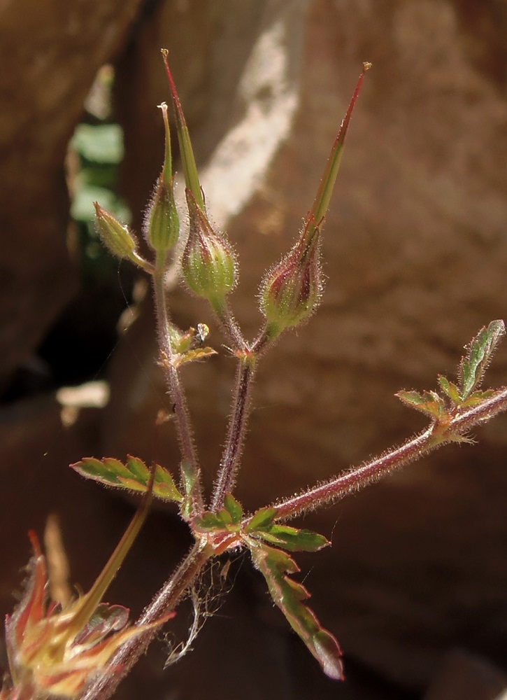 Изображение особи Geranium robertianum.