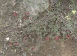 Astragalus ornithopodioides