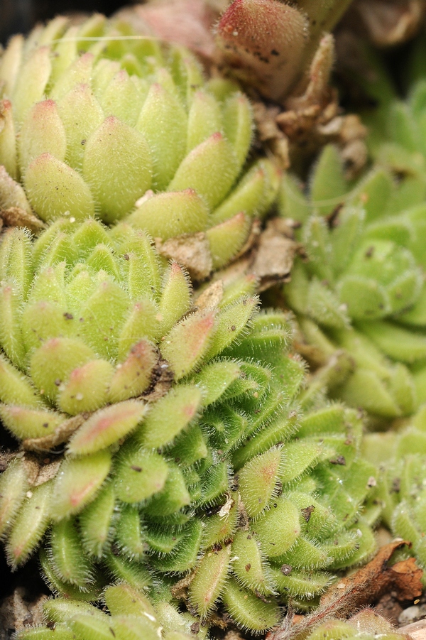 Image of Prometheum chrysanthum specimen.