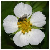 Fragaria vesca