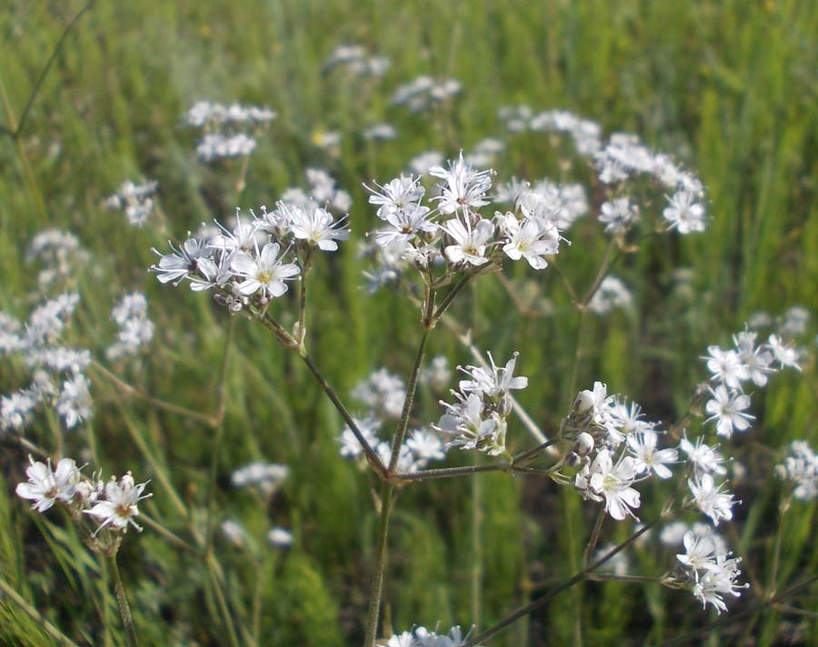 Image of Gypsophila altissima specimen.