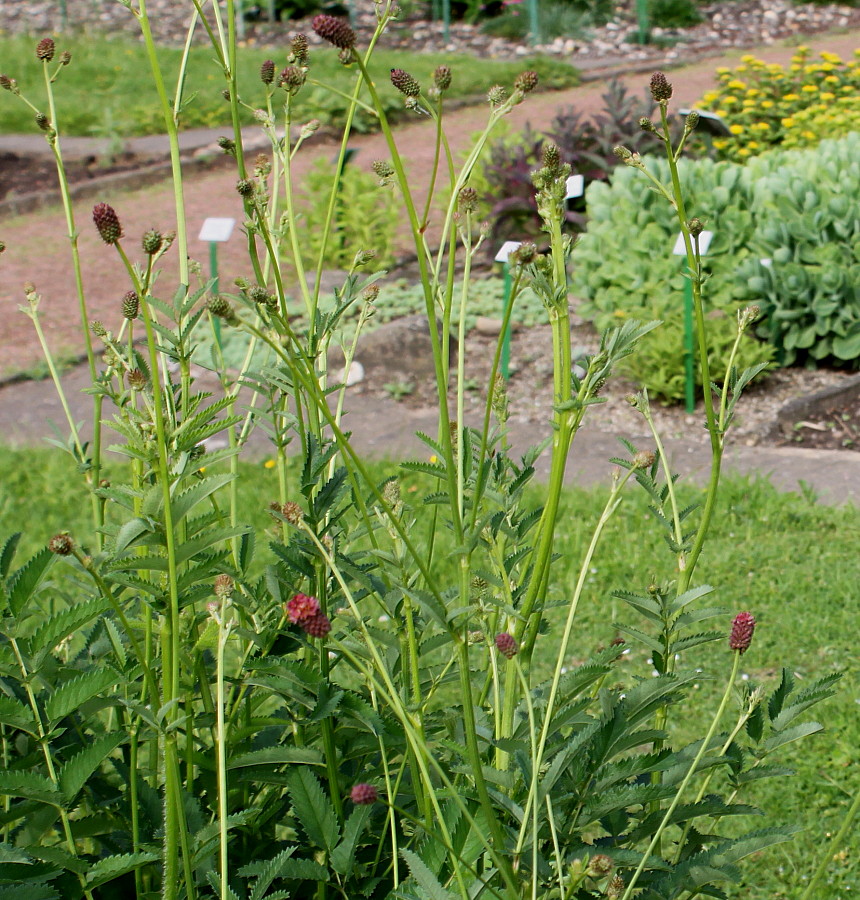 Image of Sanguisorba officinalis specimen.