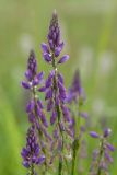 Polygala comosa. Соцветия. Ленинградская обл., Гатчинский р-н, окр. пос. Пудость, заросший отвал грунта у дороги близ старого травертинового карьера. 08.06.2013.