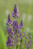 Polygala comosa