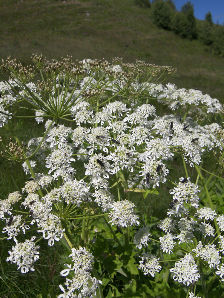 Изображение особи Heracleum asperum.