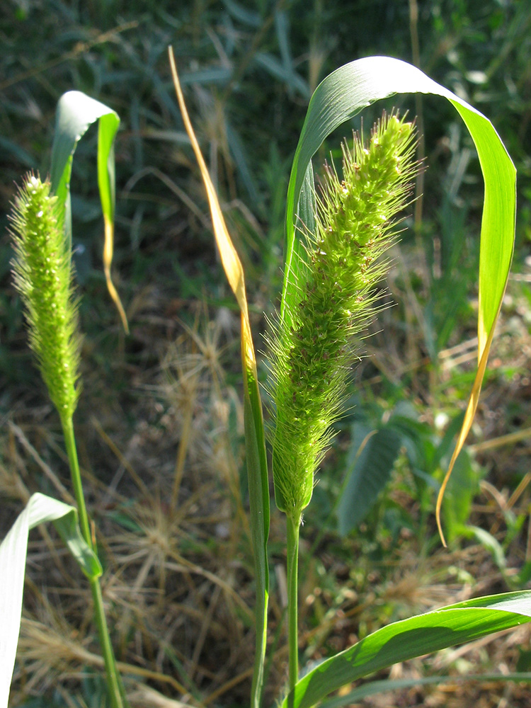 Изображение особи Setaria viridis.