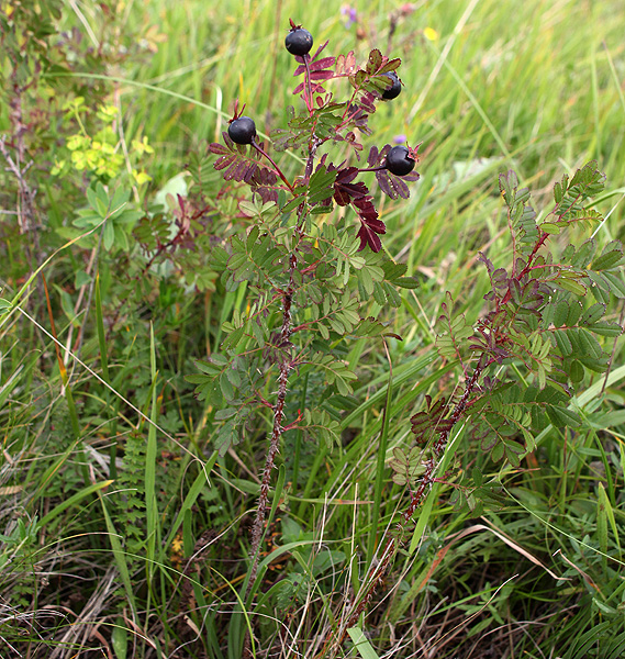 Image of Rosa elasmacantha specimen.