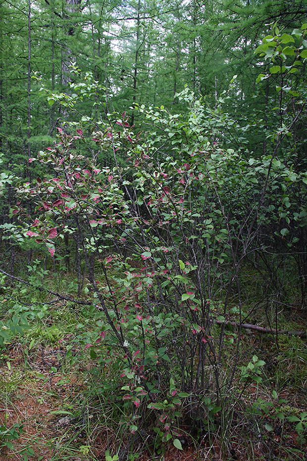 Изображение особи Betula fruticosa.