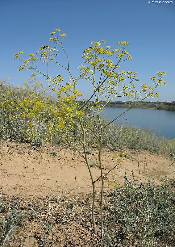 Изображение особи Ferula caspica.