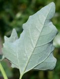 Atriplex sagittata