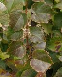 Parthenocissus tricuspidata