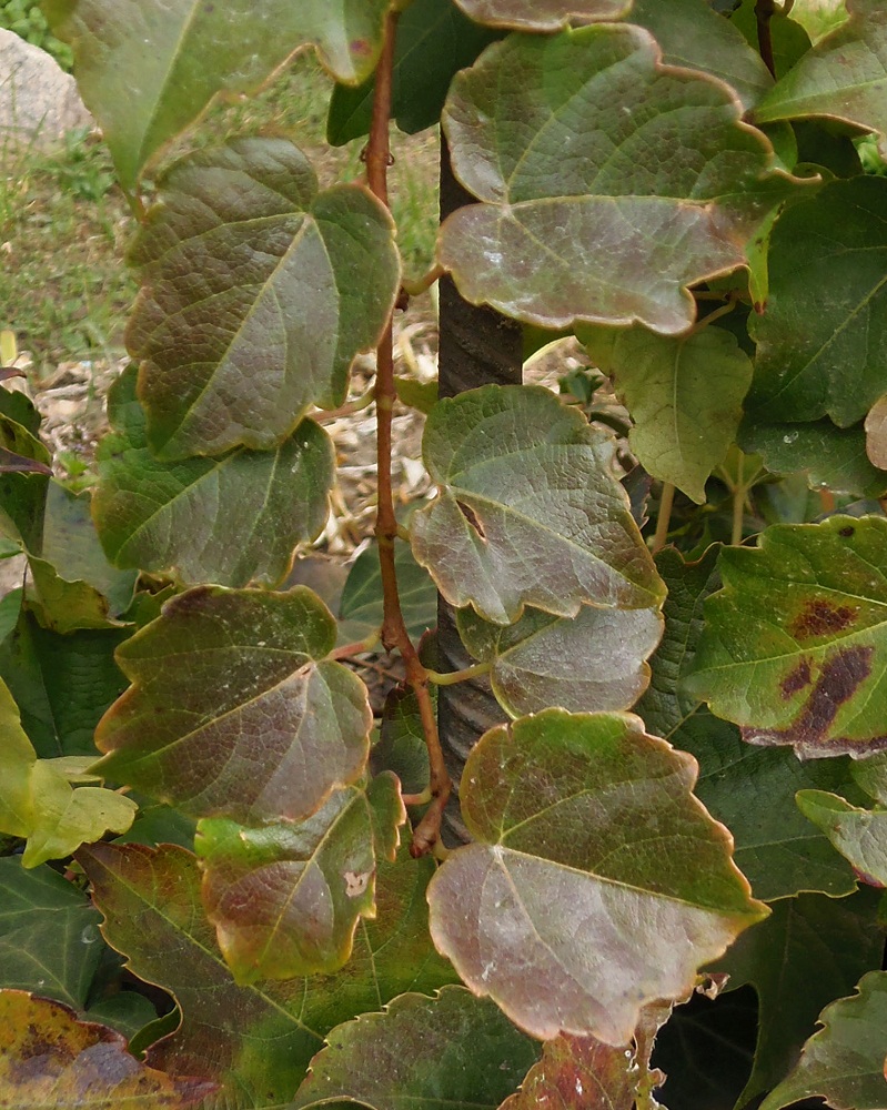 Изображение особи Parthenocissus tricuspidata.