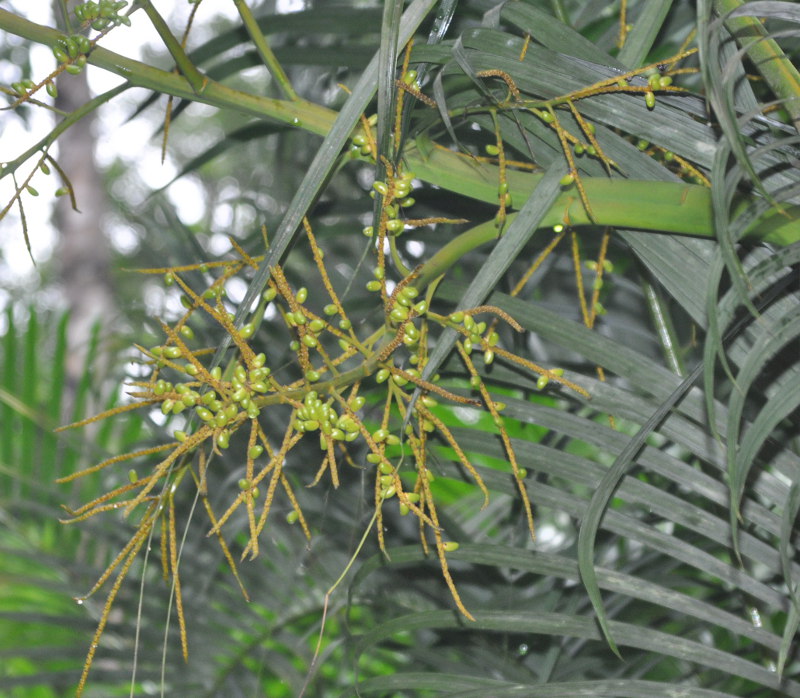 Изображение особи Dypsis lutescens.