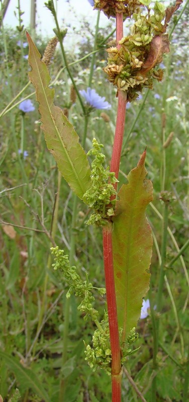 Изображение особи Rumex stenophyllus.