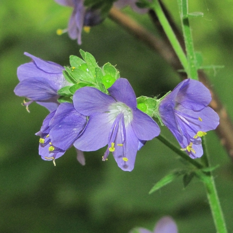 Изображение особи Polemonium caeruleum.