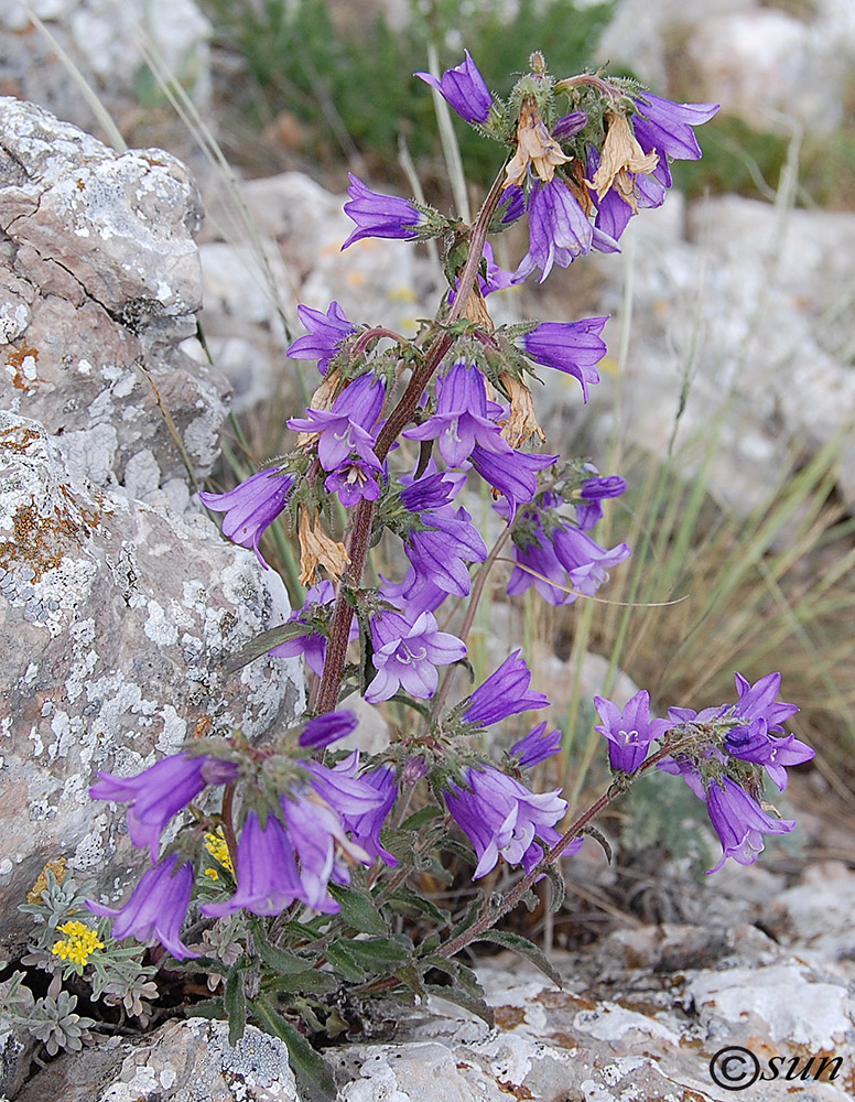 Image of Campanula taurica specimen.