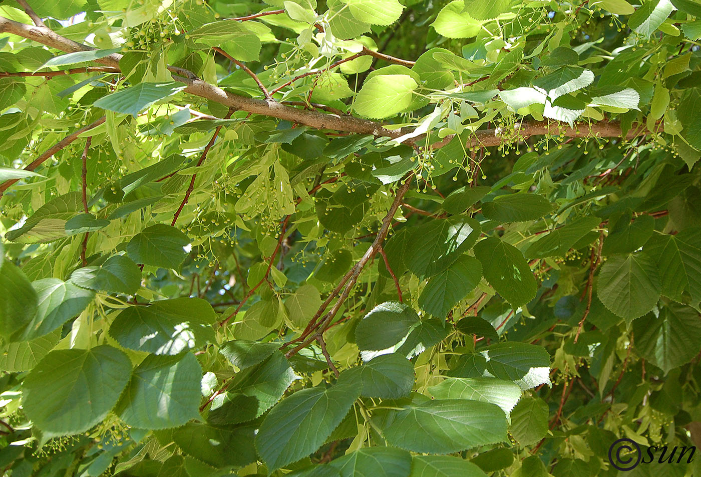 Image of Tilia cordifolia specimen.