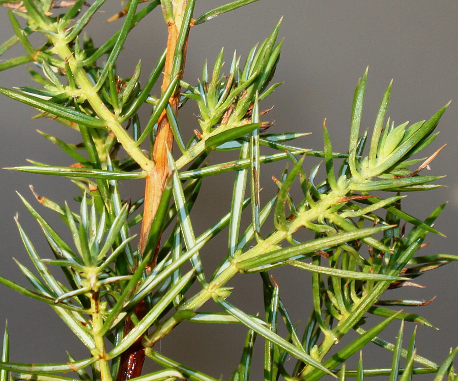 Изображение особи Juniperus conferta.