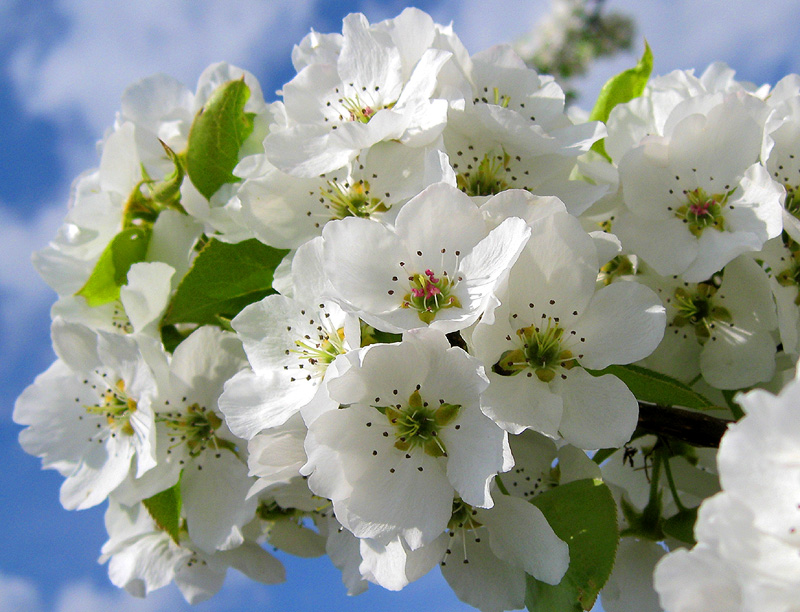 Изображение особи Malus domestica.