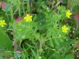 Potentilla supina подвид paradoxa