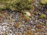 Coprosma pumila. Плодоносящие растения. Австралия, о. Тасмания, национальный парк \"Крэдл Маунтин\". 25.02.2009.