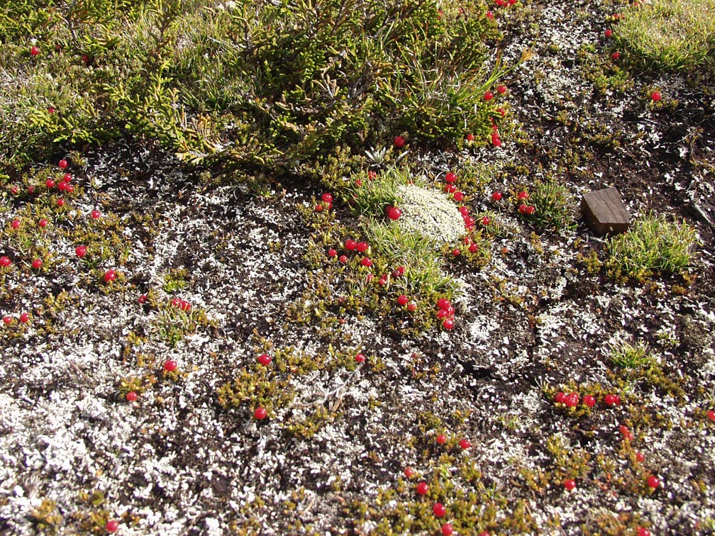 Image of Coprosma pumila specimen.