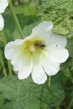 Alcea nudiflora