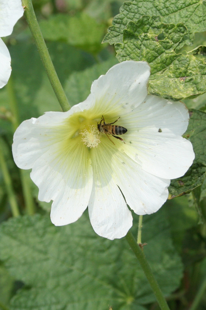 Image of Alcea nudiflora specimen.